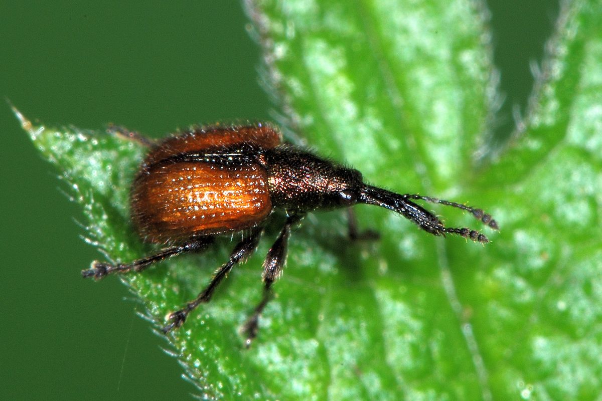 Tatianaerhynchites aequatus