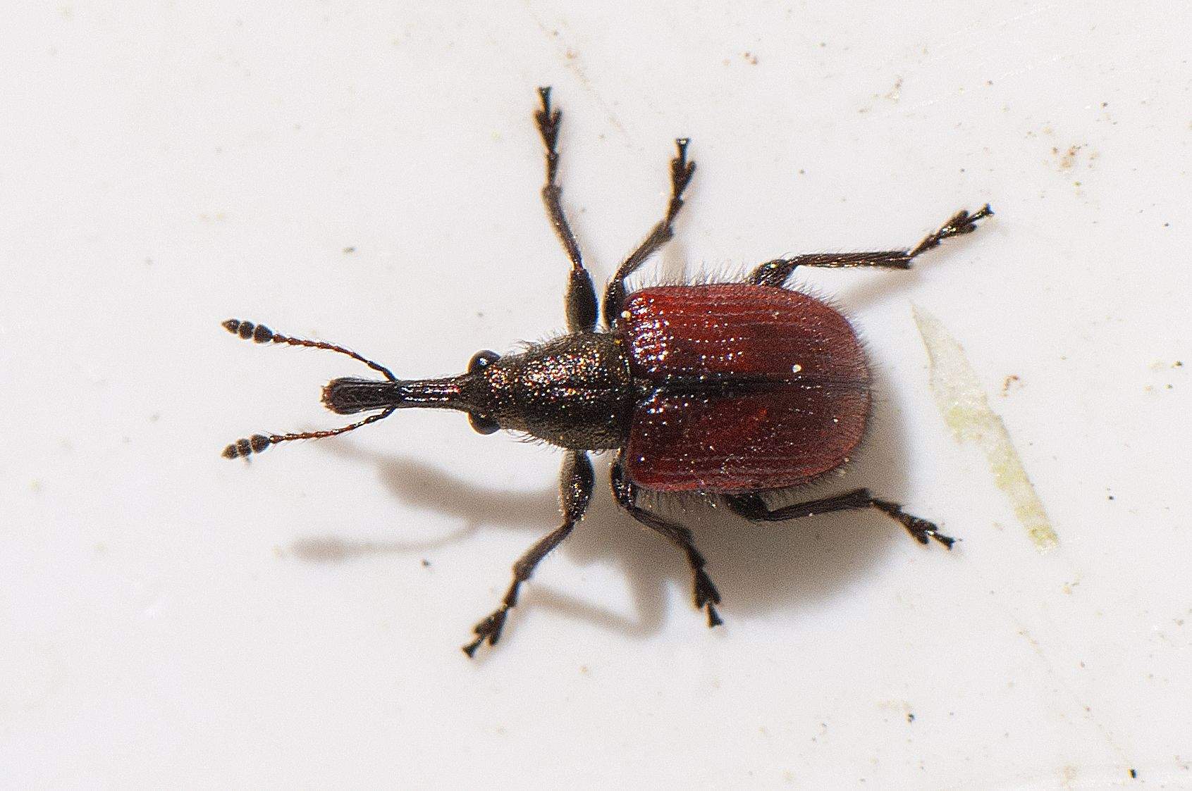 Tatianaerhynchites aequatus