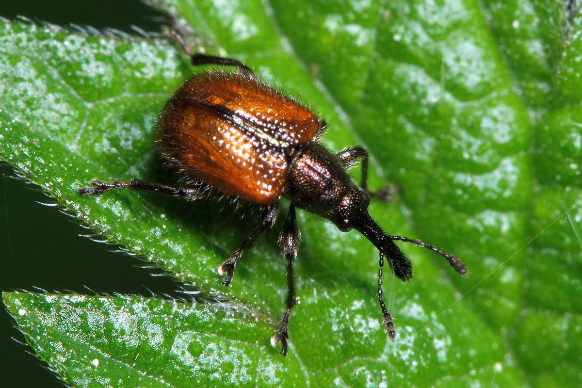 Tatianaerhynchites aequatus