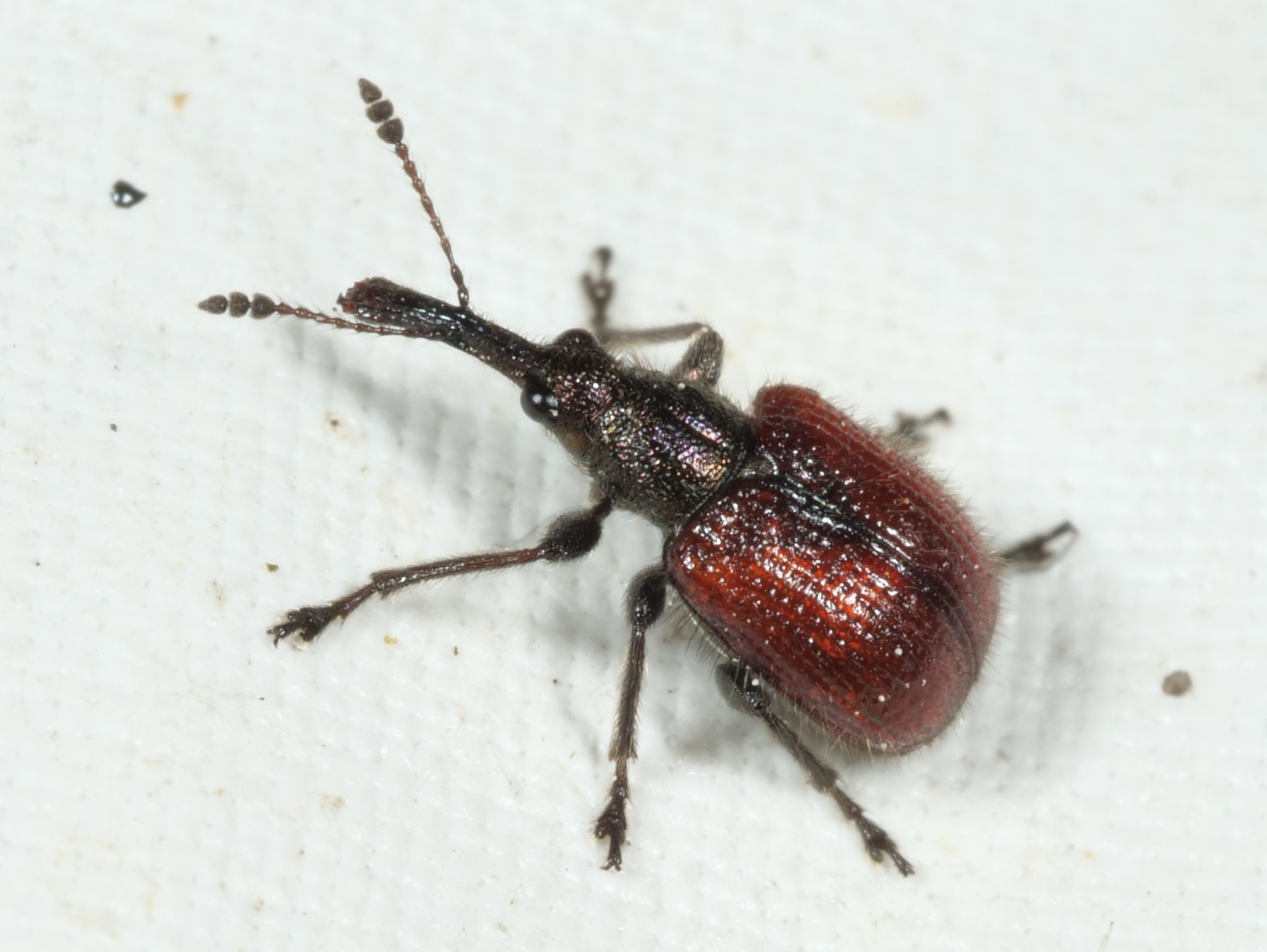 Tatianaerhynchites aequatus