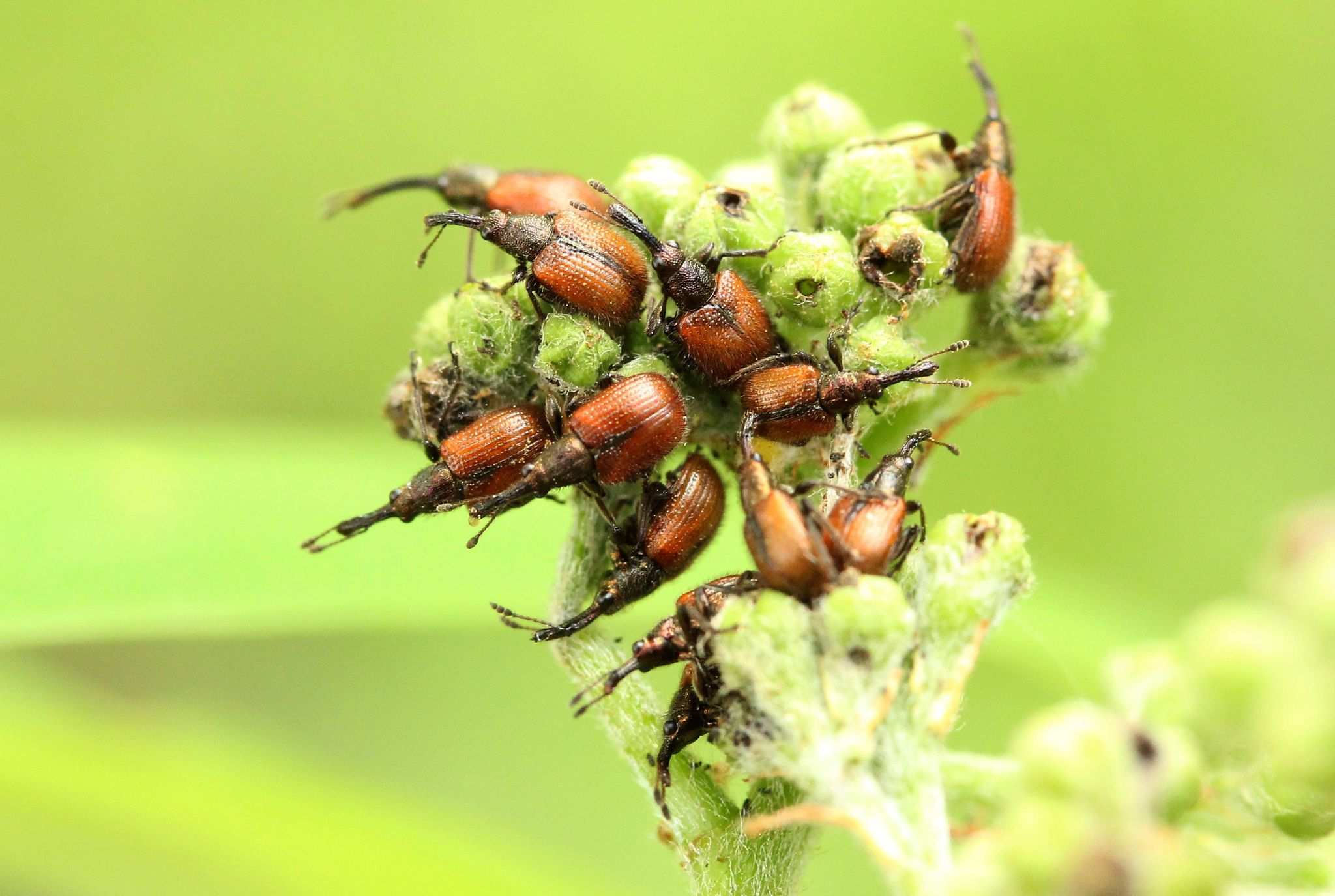 Tatianaerhynchites aequatus