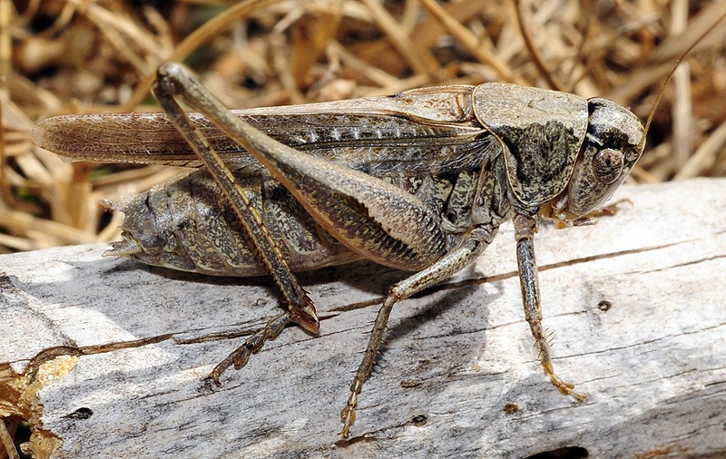 Platycleis