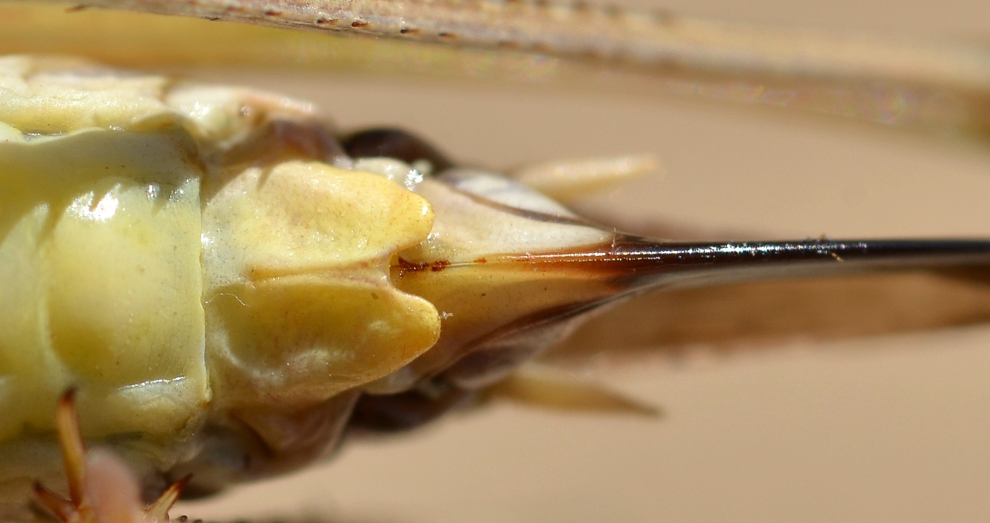 Platycleis