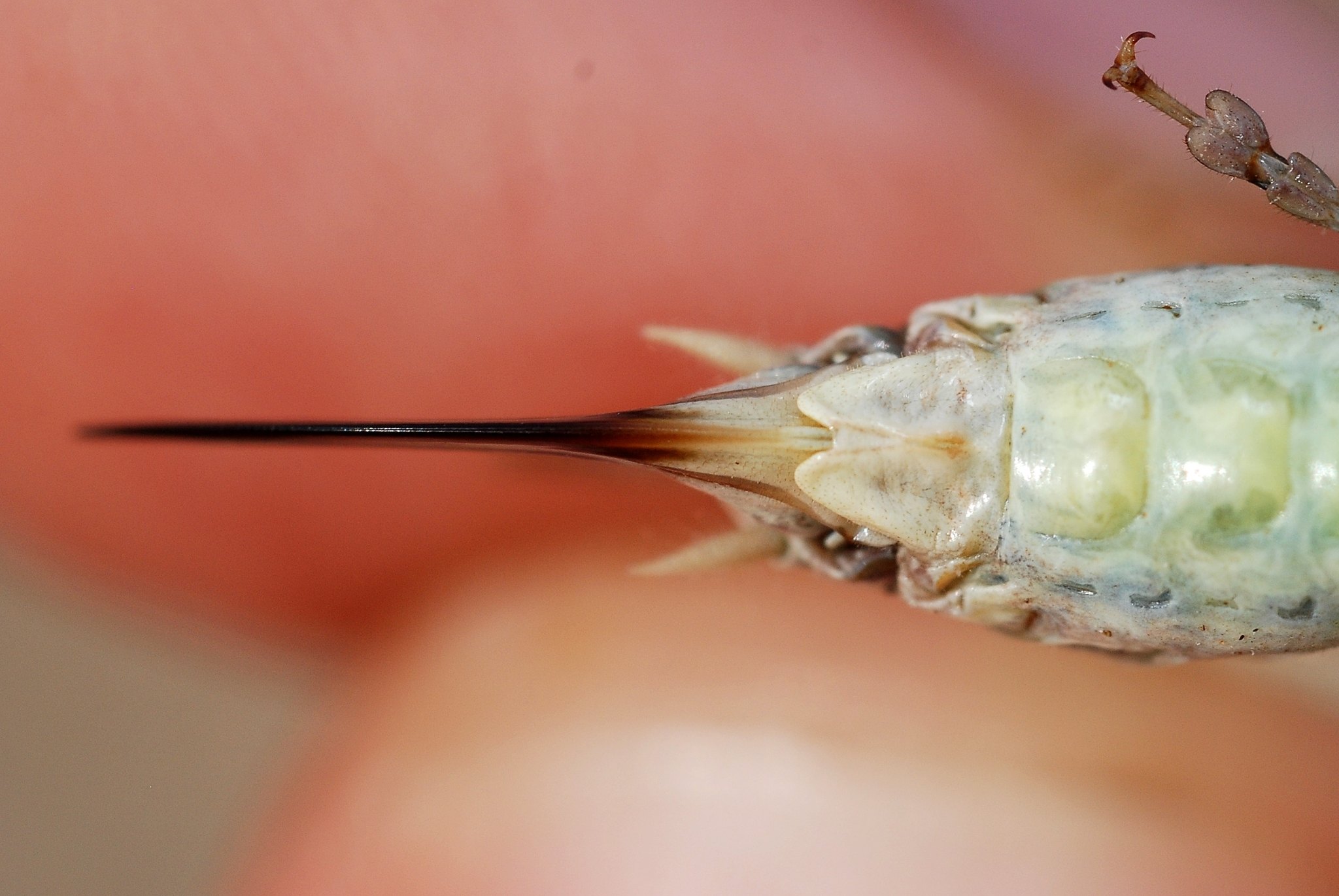 Platycleis
