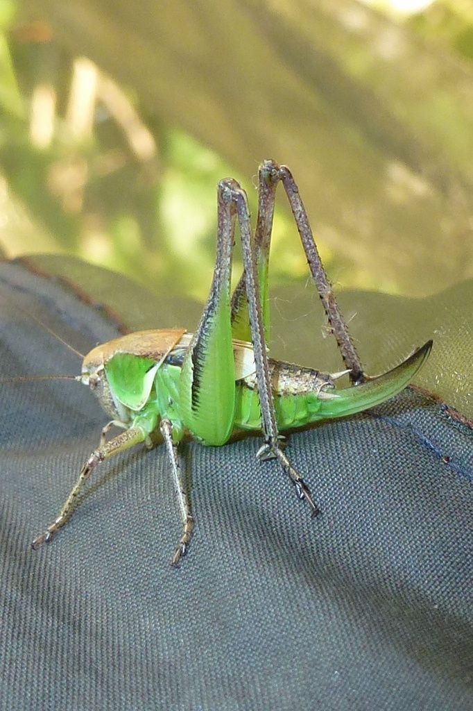 Platycleis