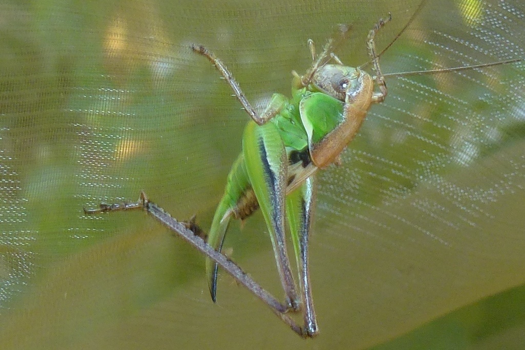 Platycleis