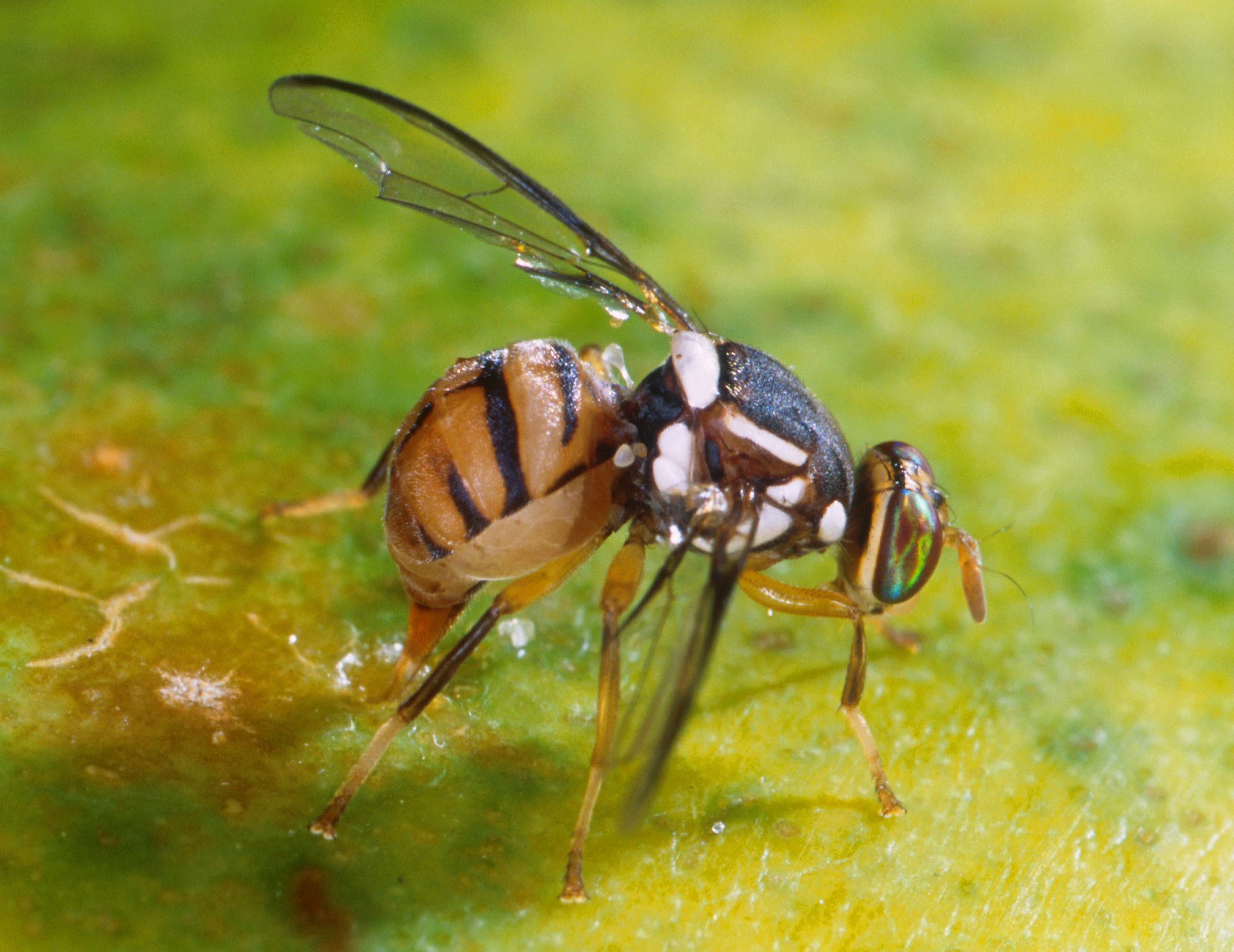 Bactrocera dorsalis
