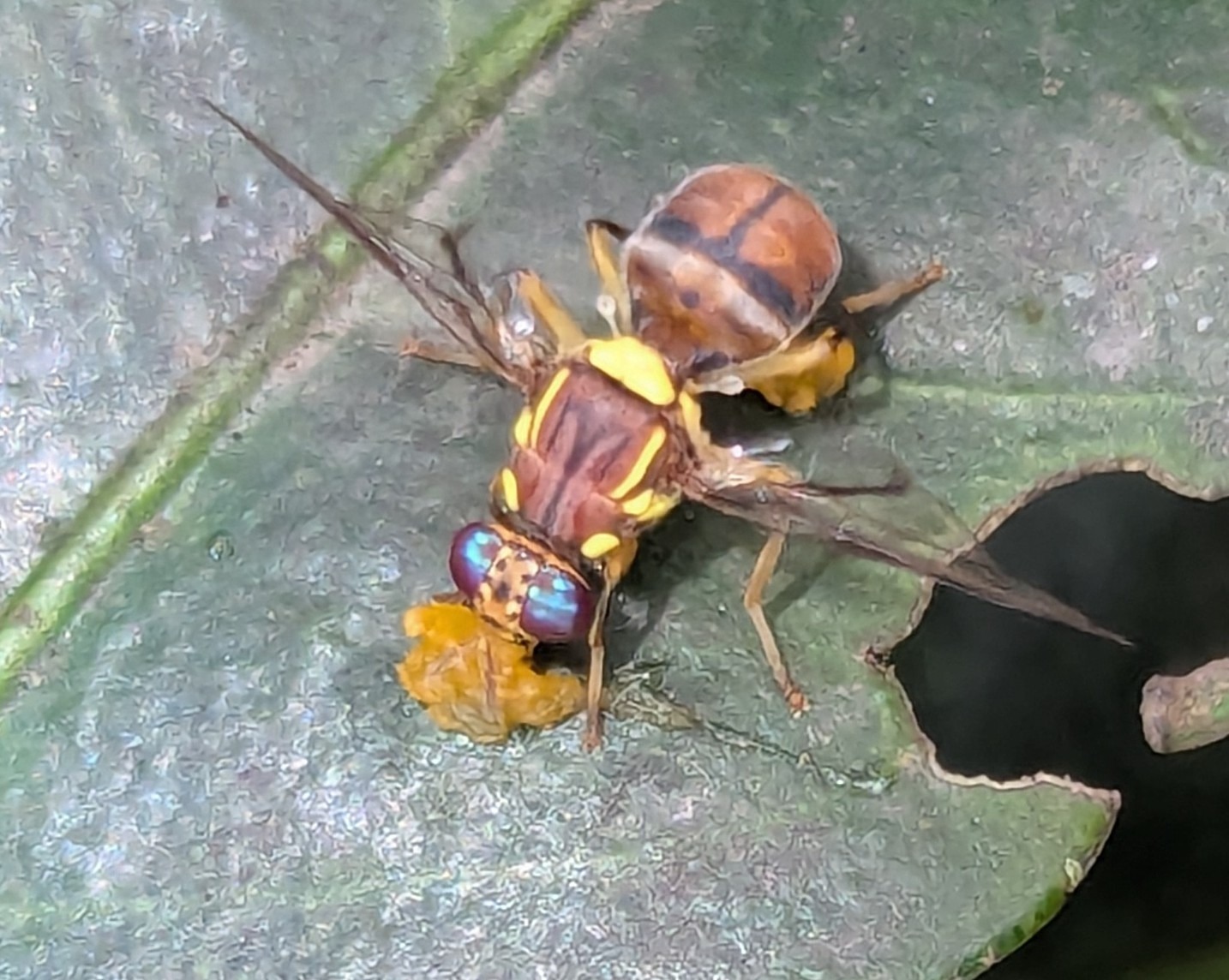 Bactrocera dorsalis