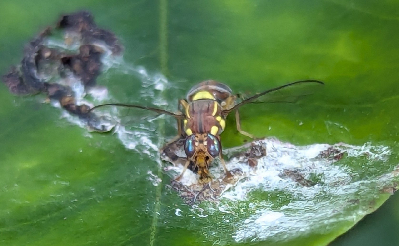 Bactrocera dorsalis