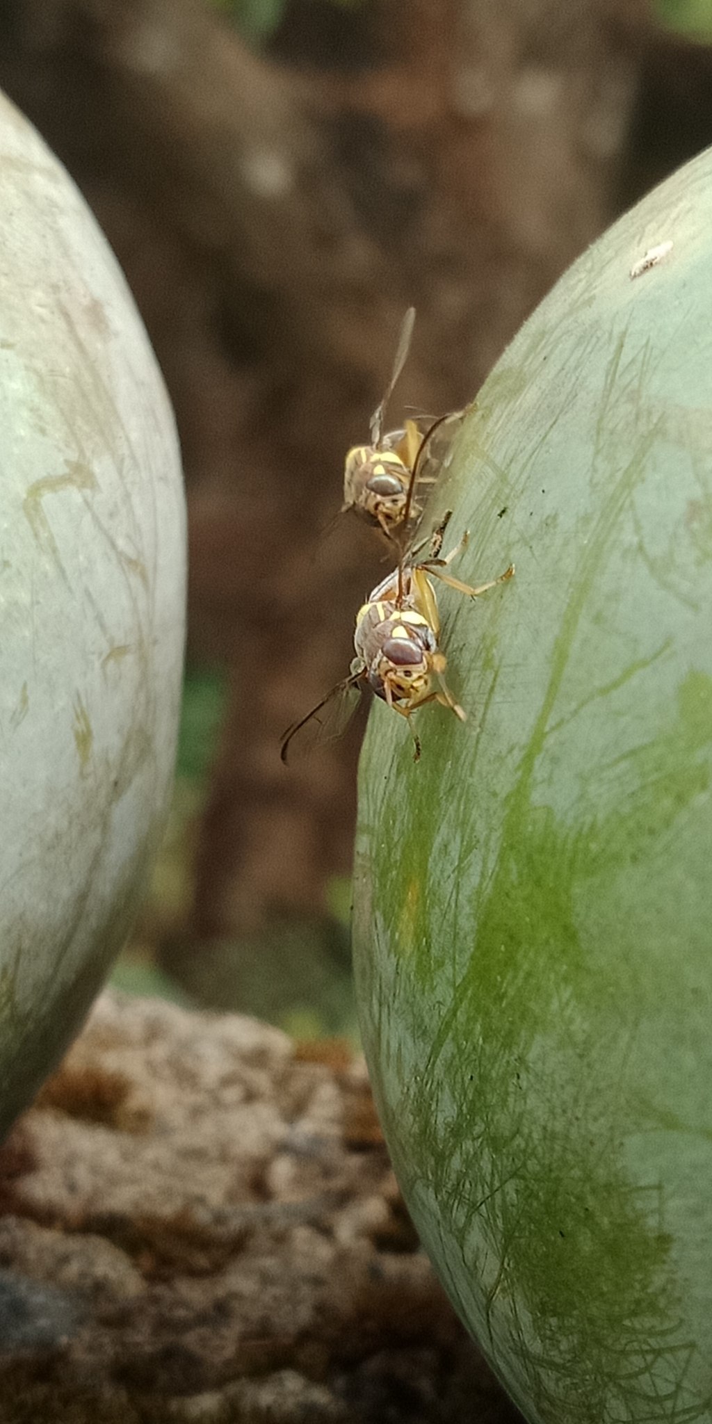 Bactrocera dorsalis