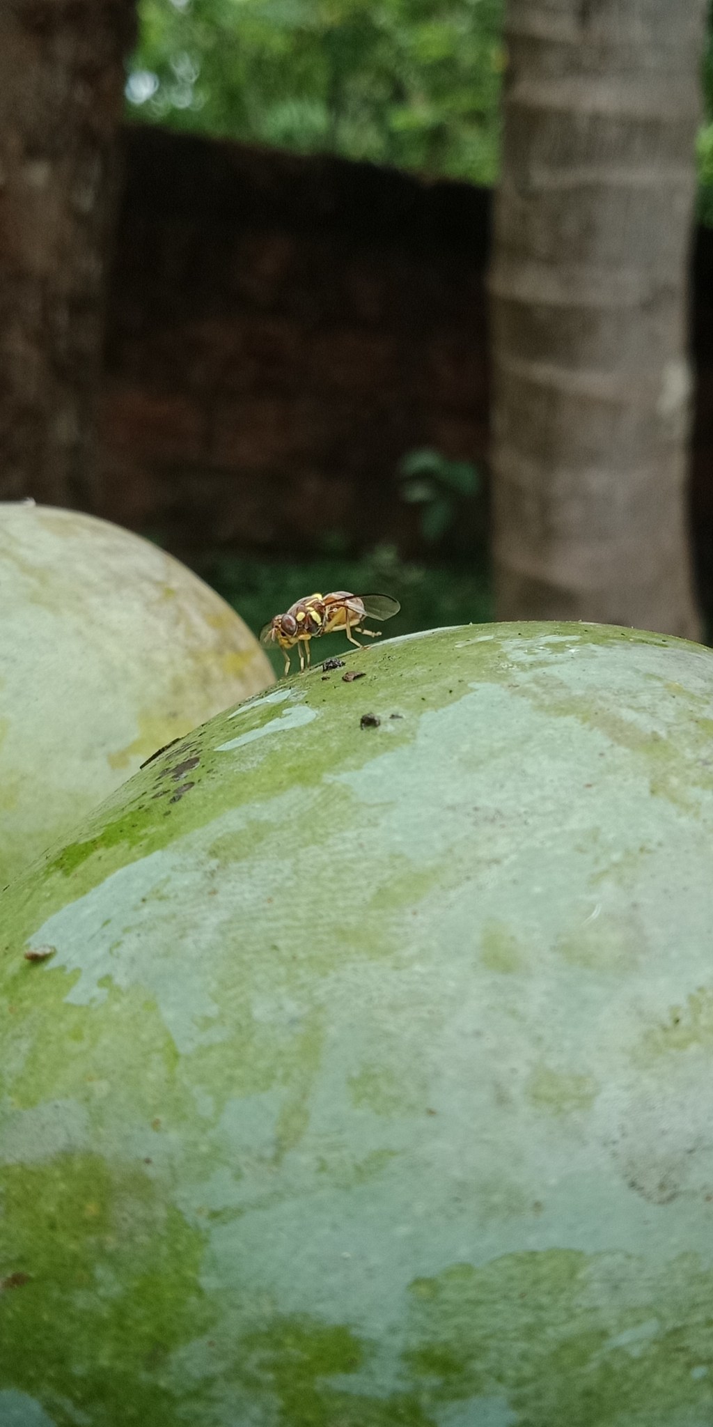 Bactrocera dorsalis