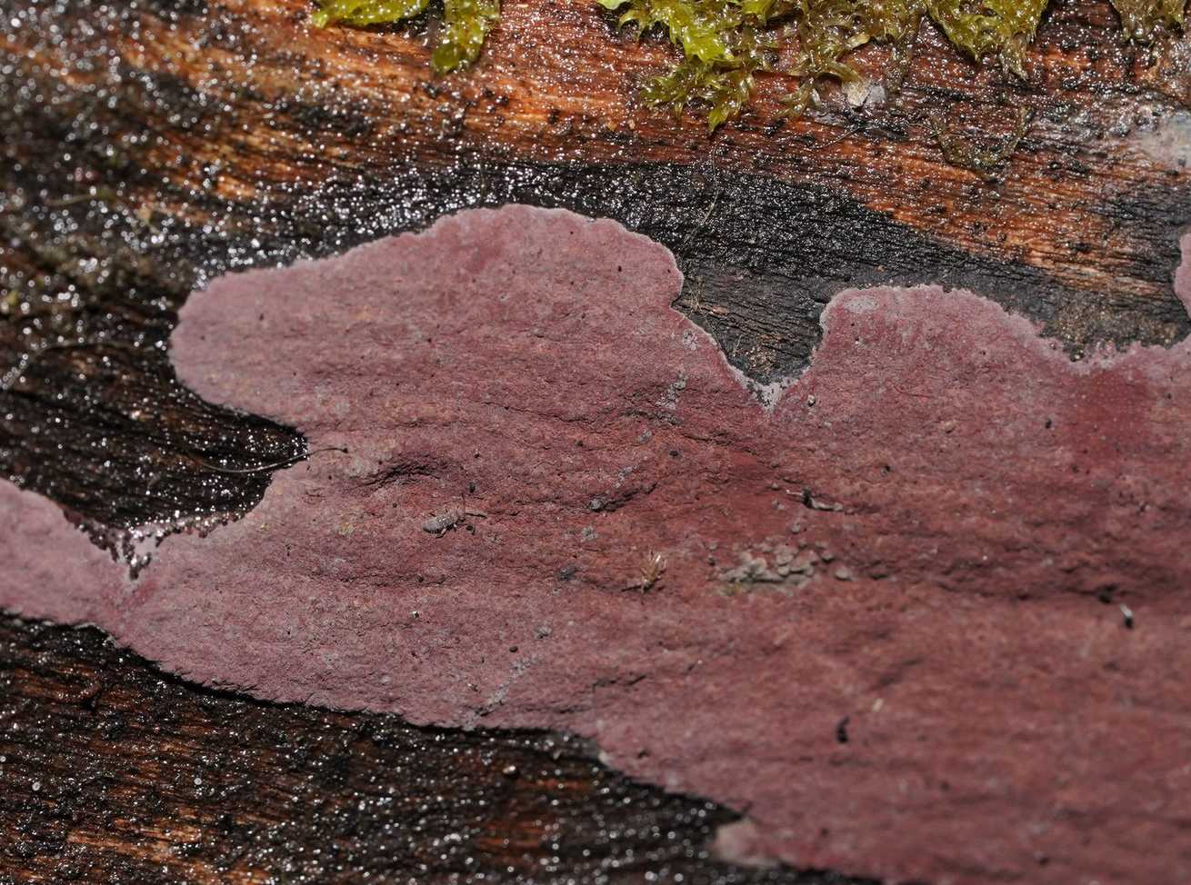 Hypoxylon rubiginosum