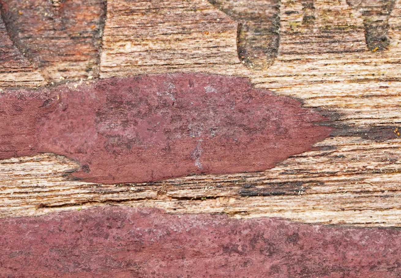 Hypoxylon rubiginosum