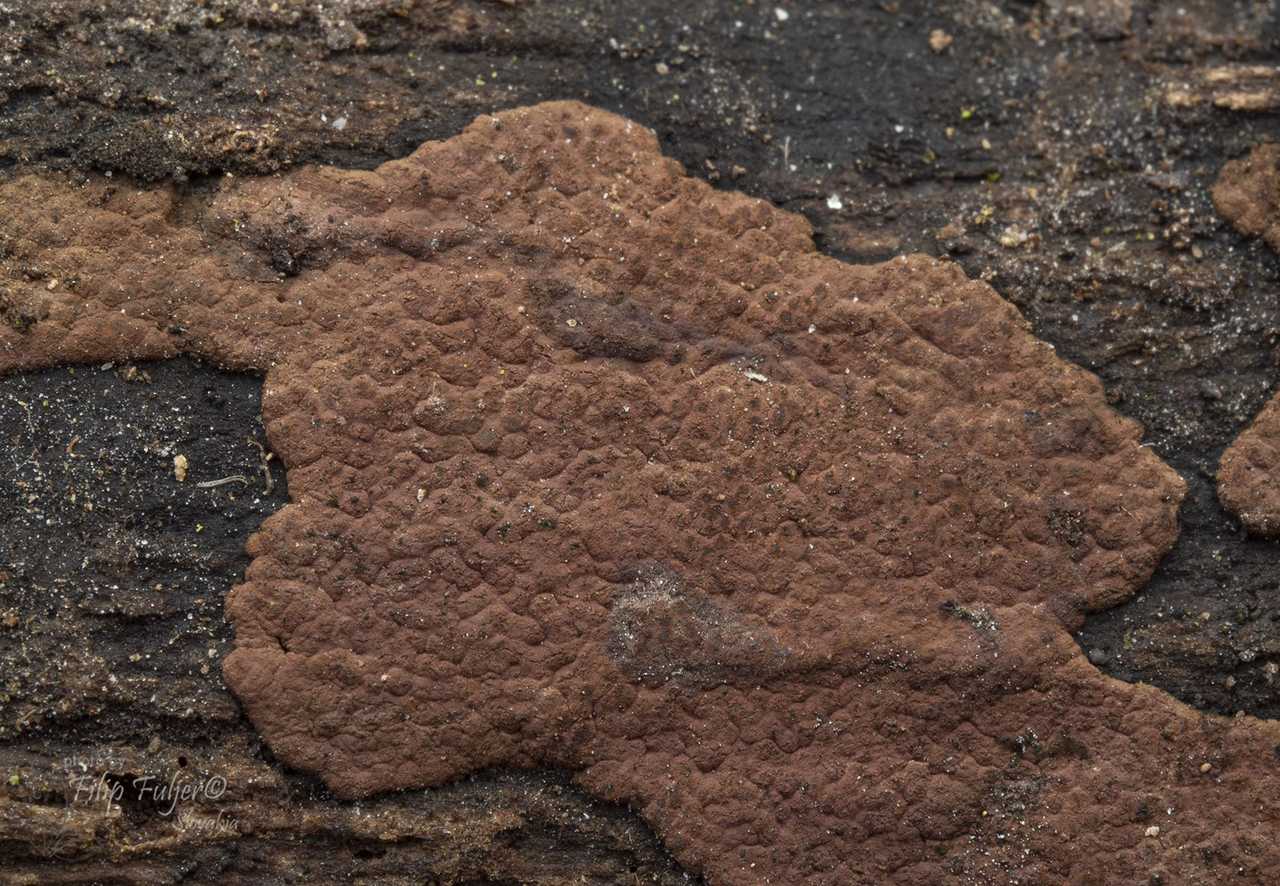 Hypoxylon rubiginosum