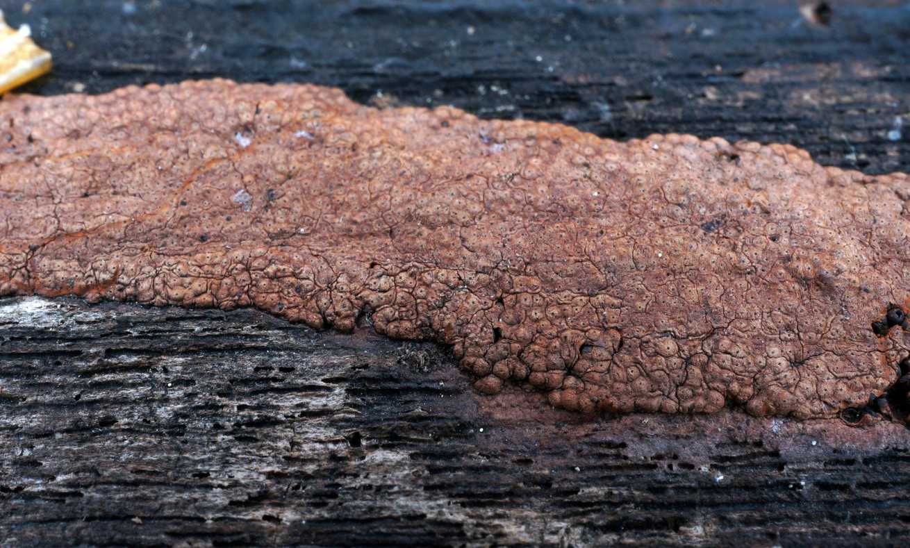 Hypoxylon rubiginosum