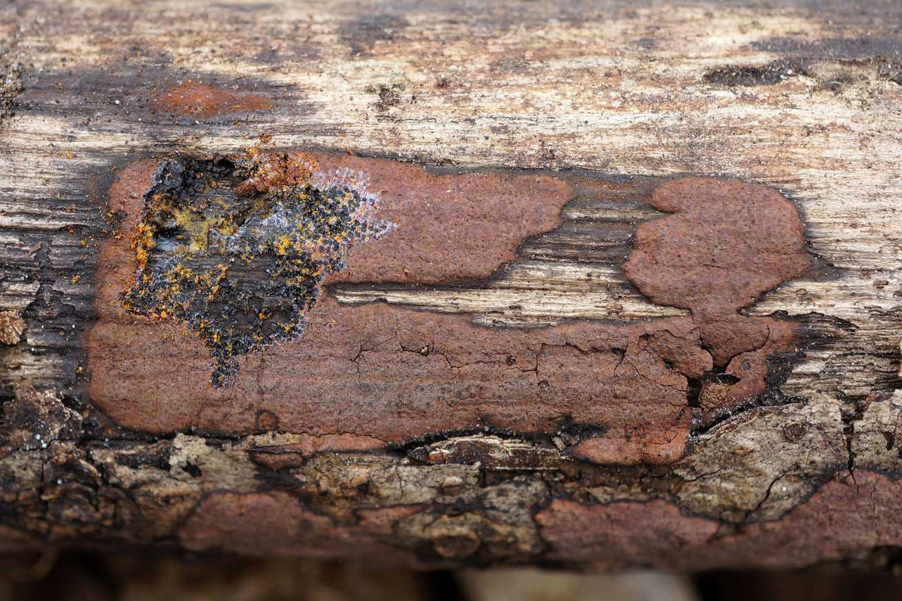 Hypoxylon rubiginosum