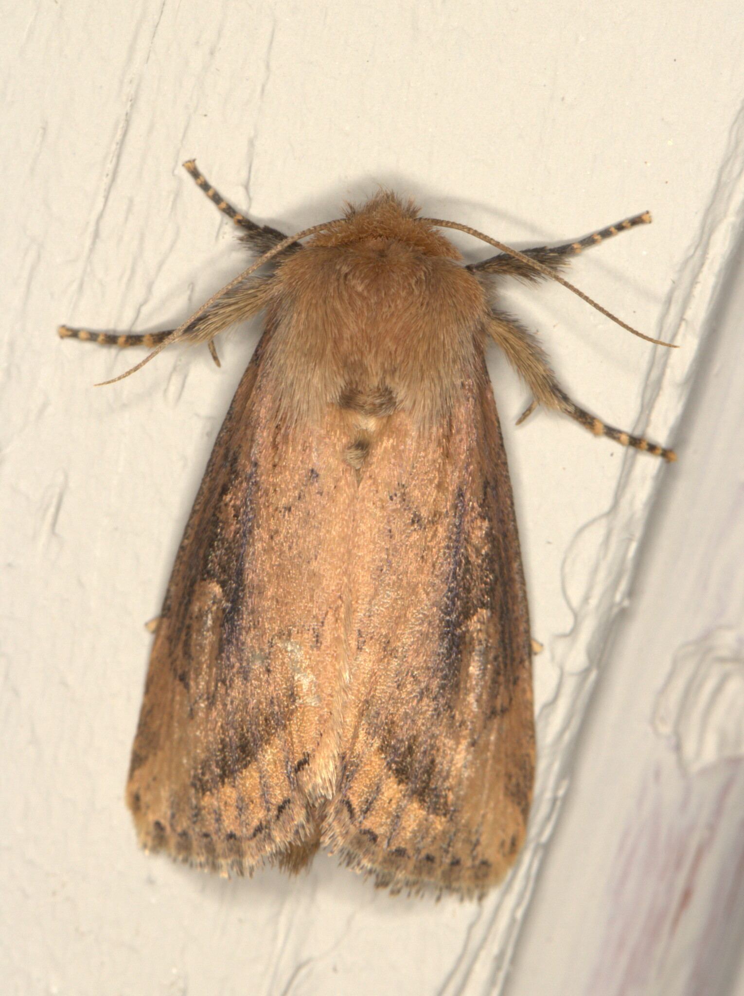 Busseola fusca