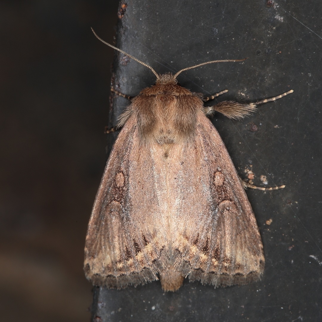Busseola fusca