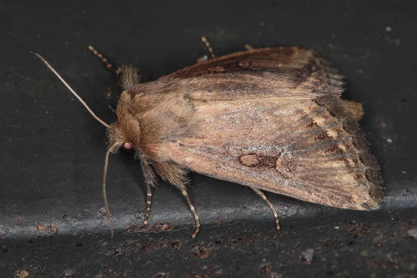 Busseola fusca