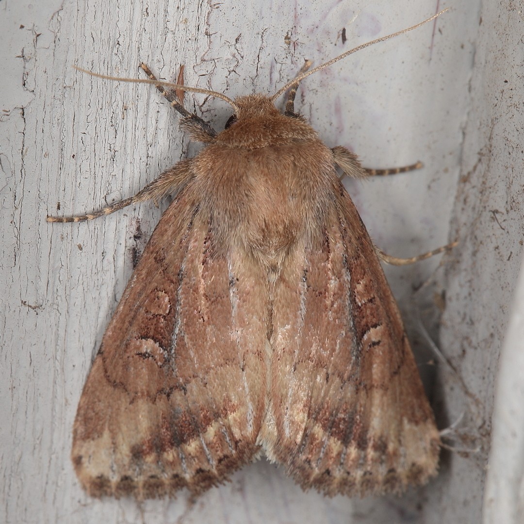 Busseola fusca