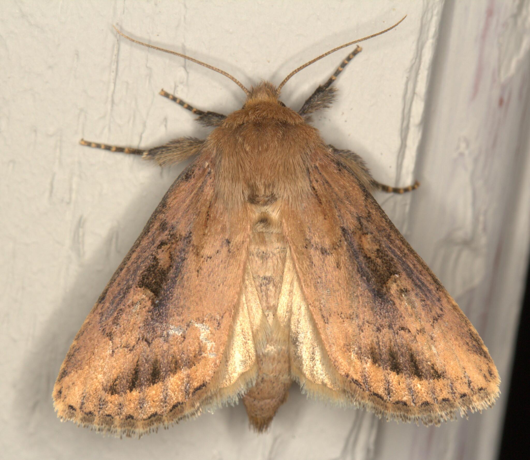 Busseola fusca