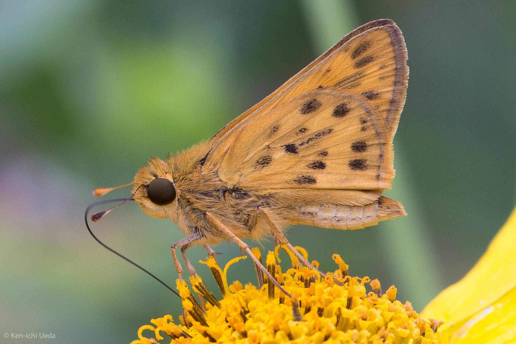 Hylephila phyleus