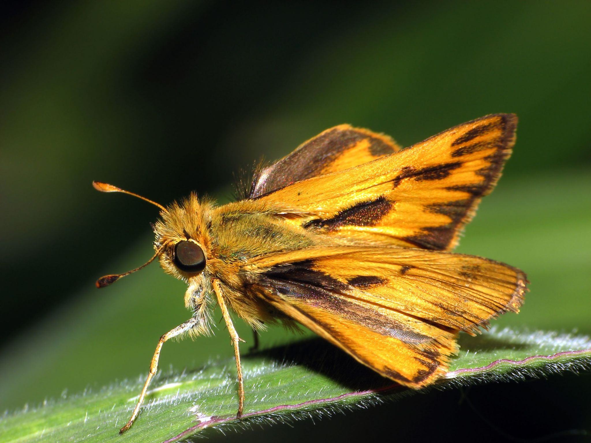 Hylephila phyleus