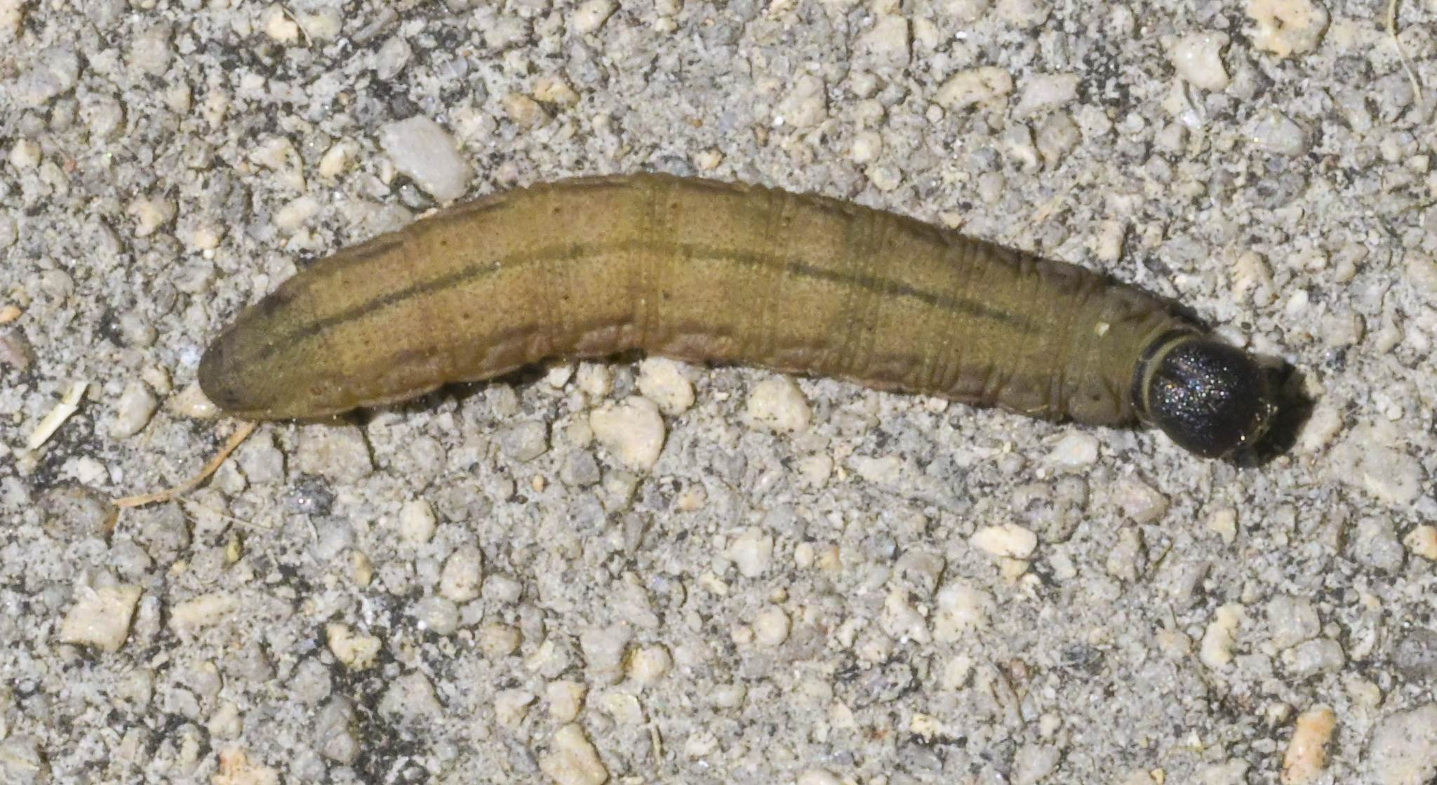 Hylephila phyleus