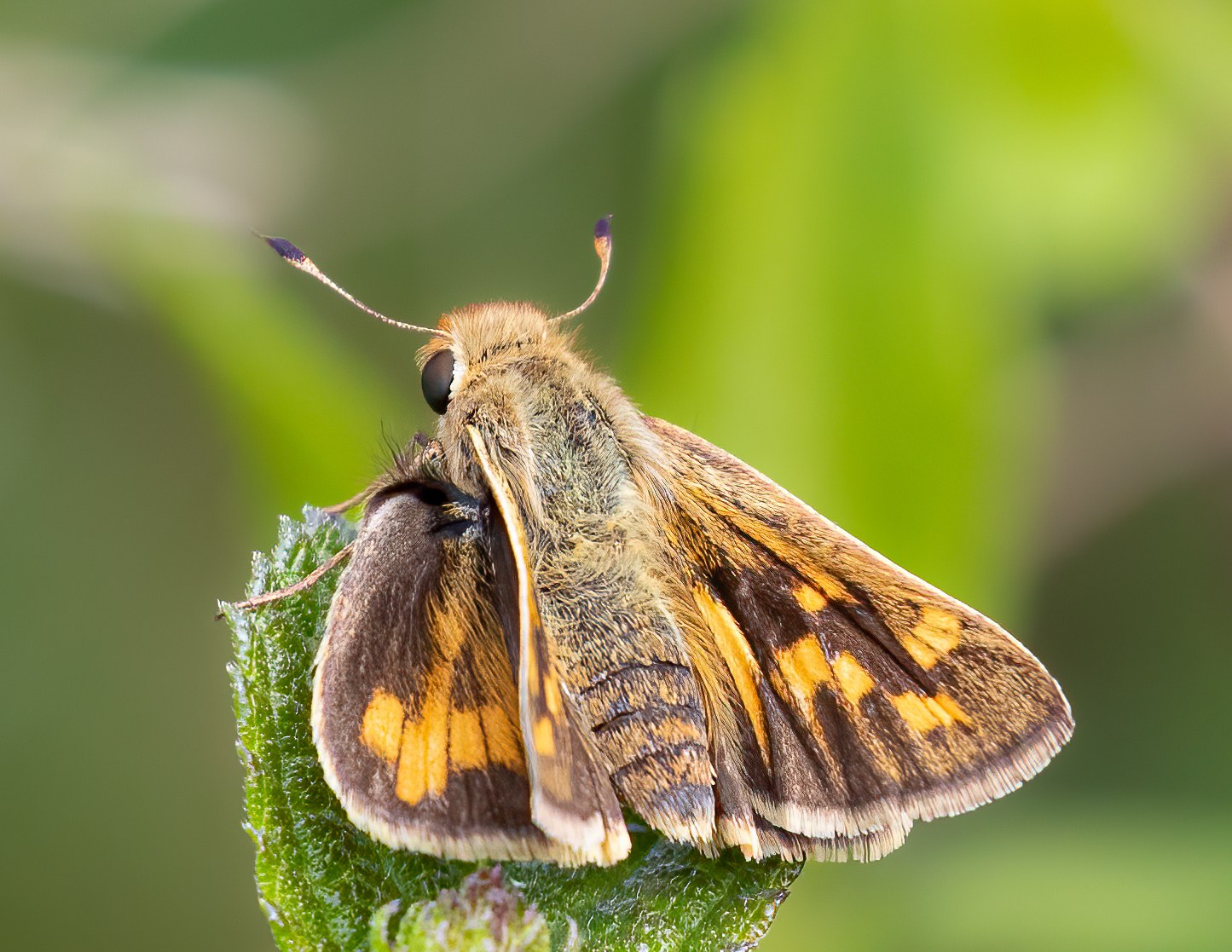Hylephila phyleus