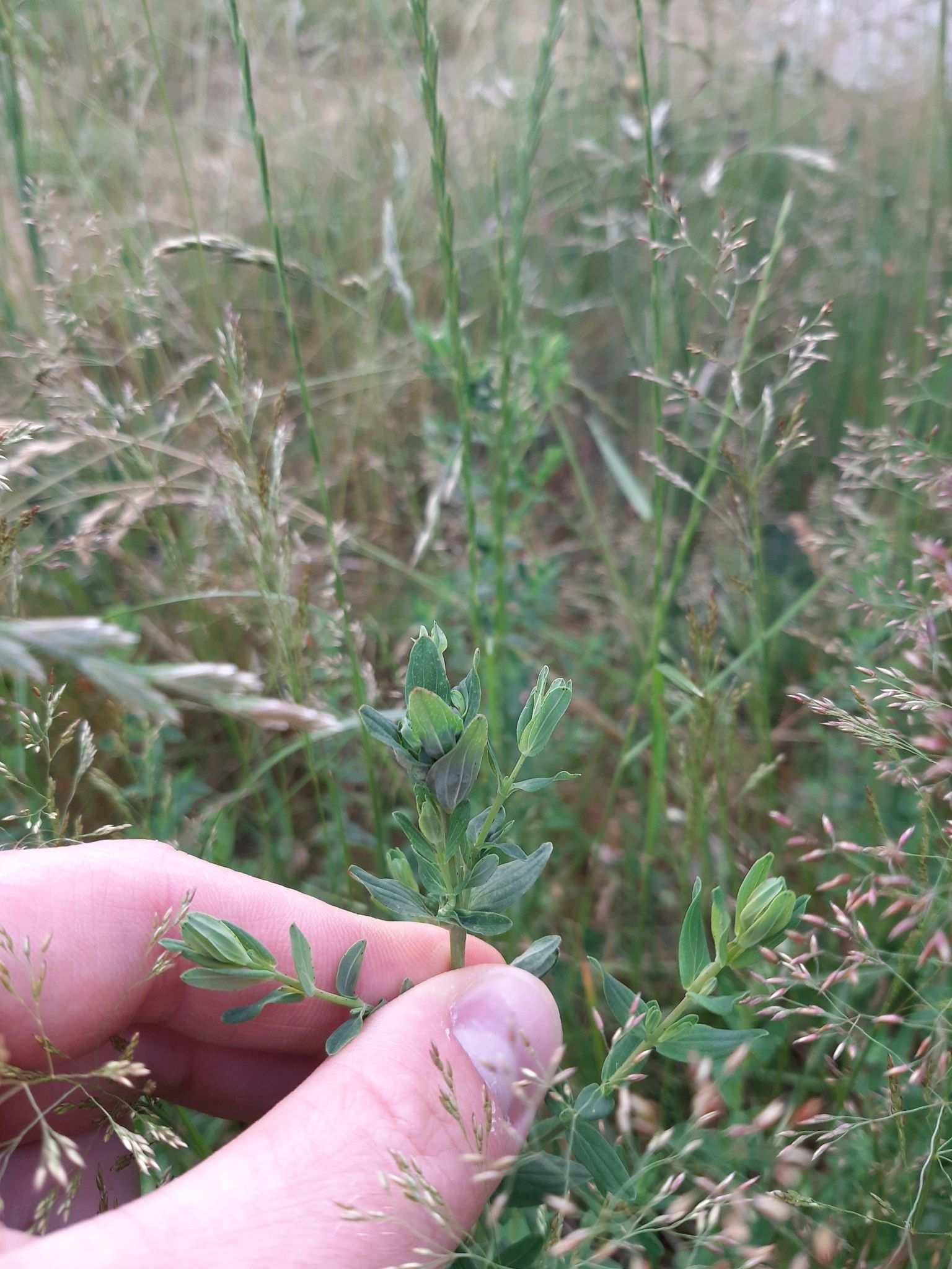 Dasineura serotina