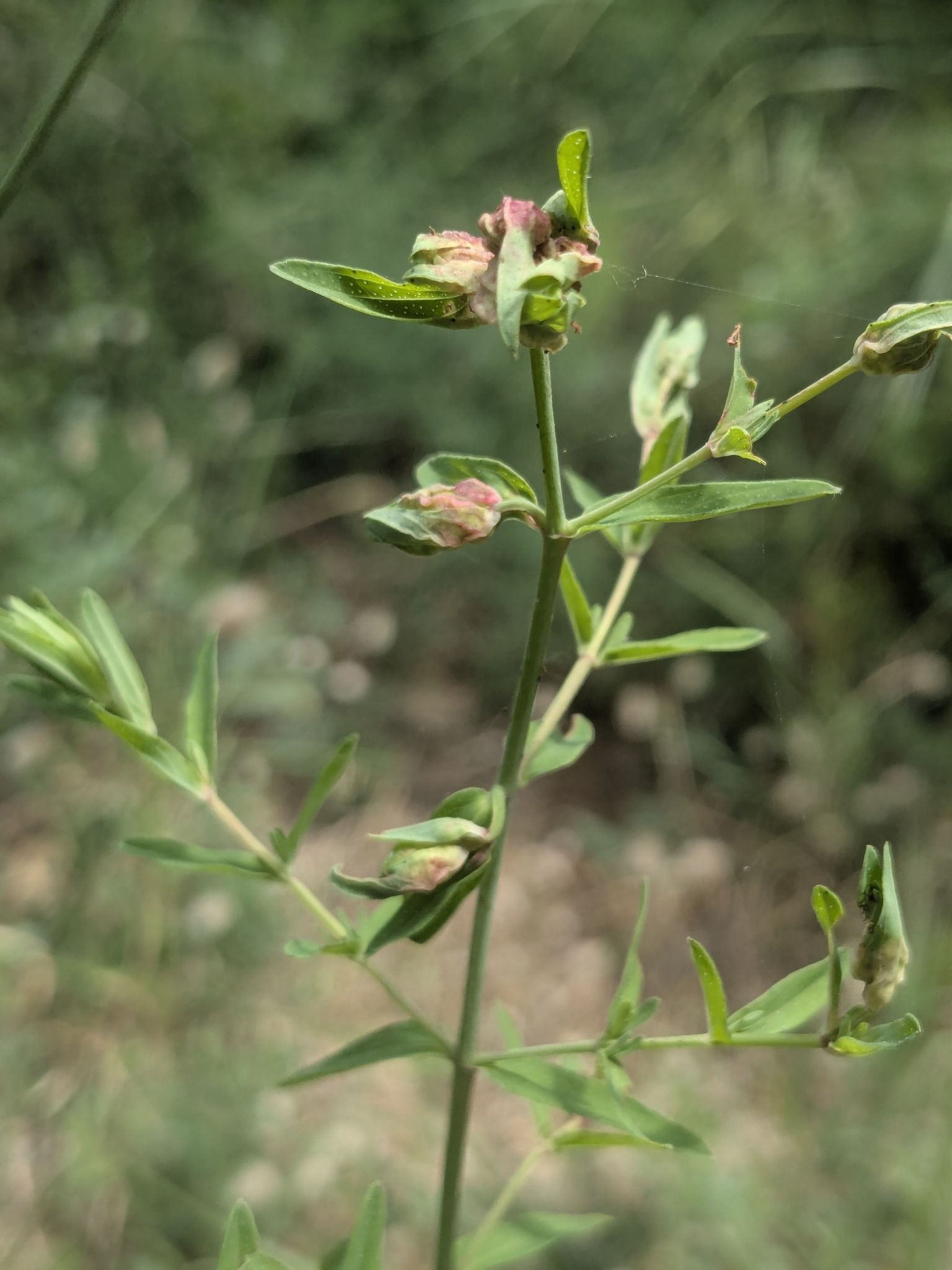 Dasineura serotina