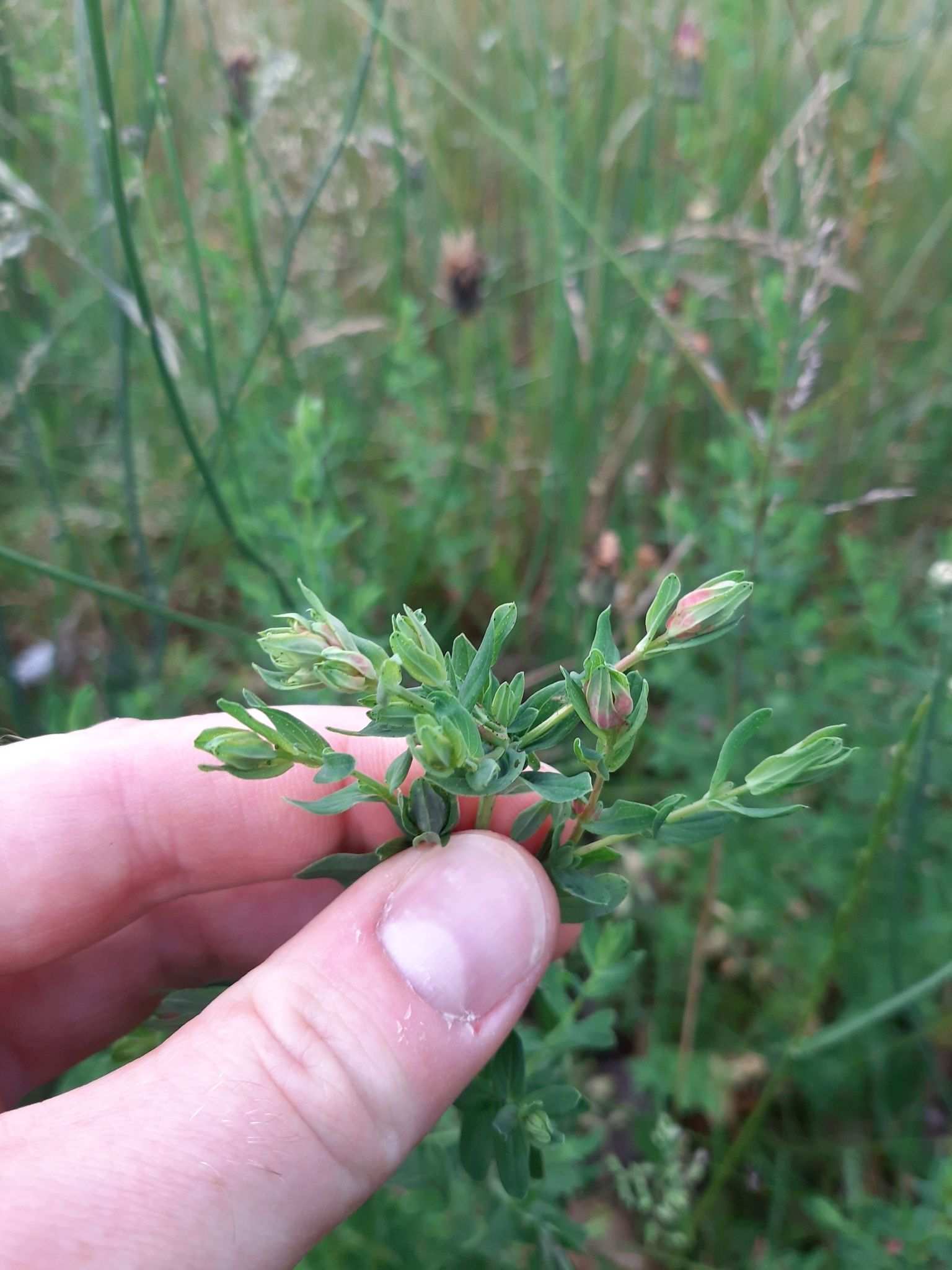 Dasineura serotina