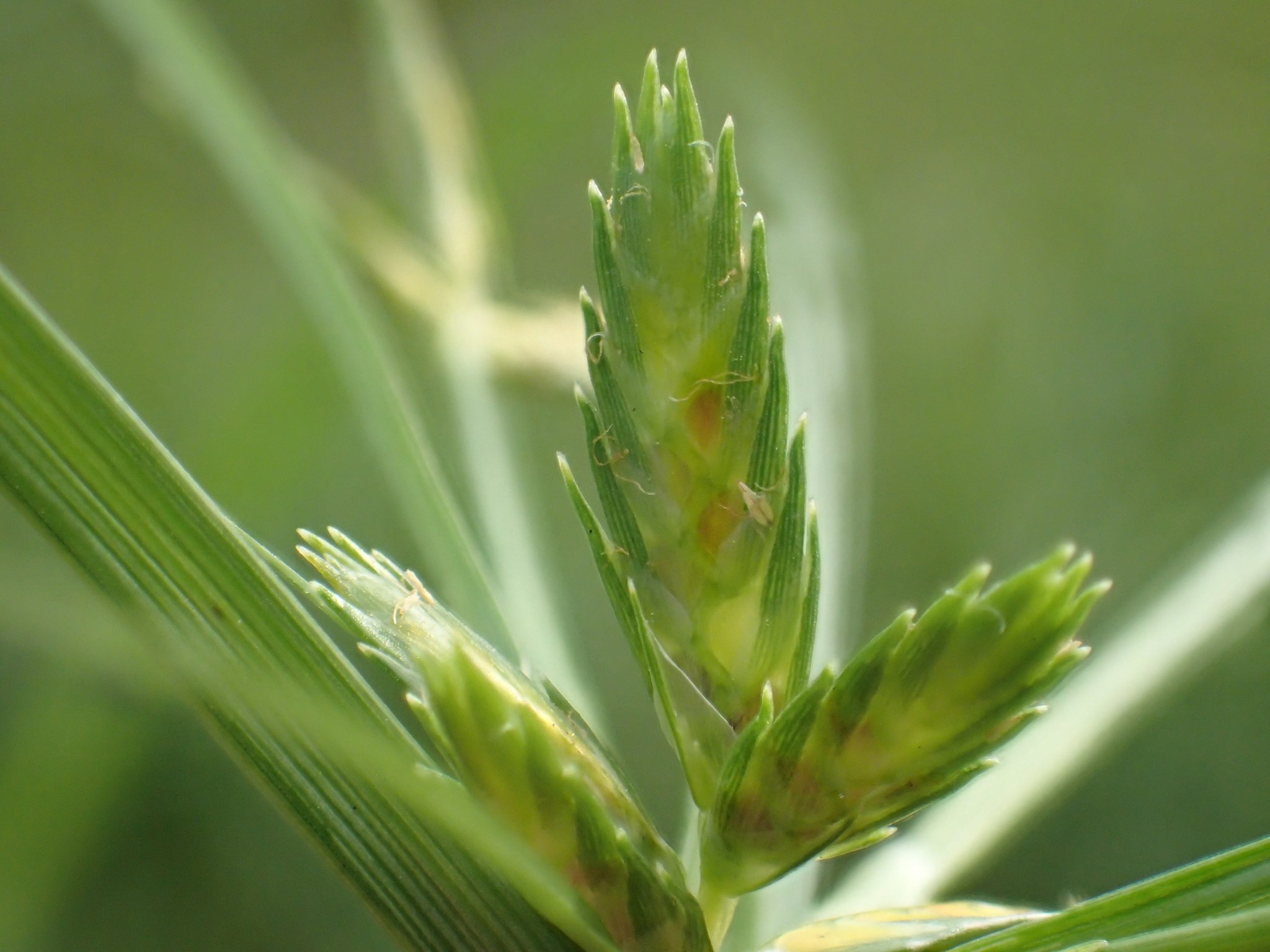 Cyperus compressus