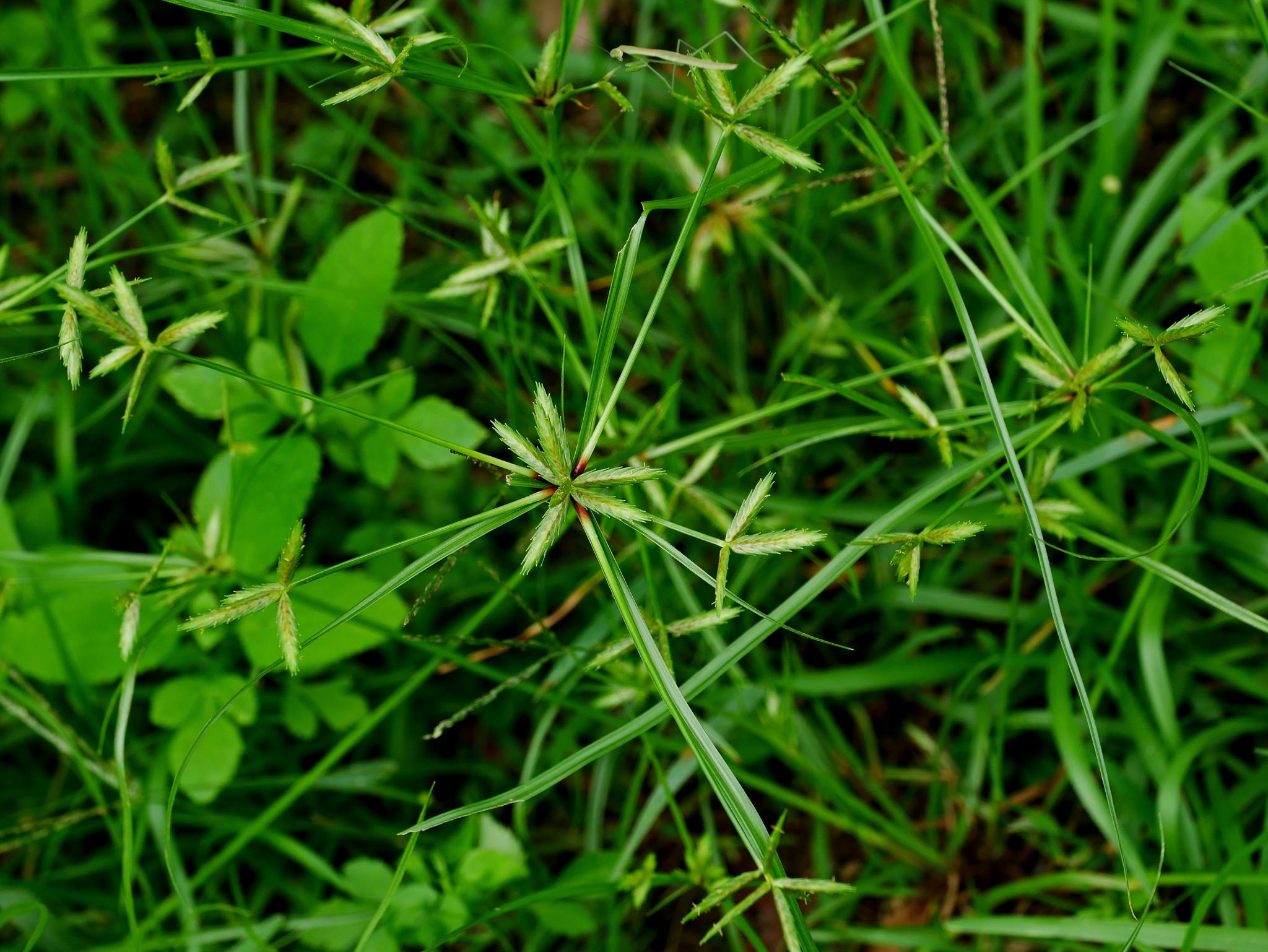 Cyperus compressus