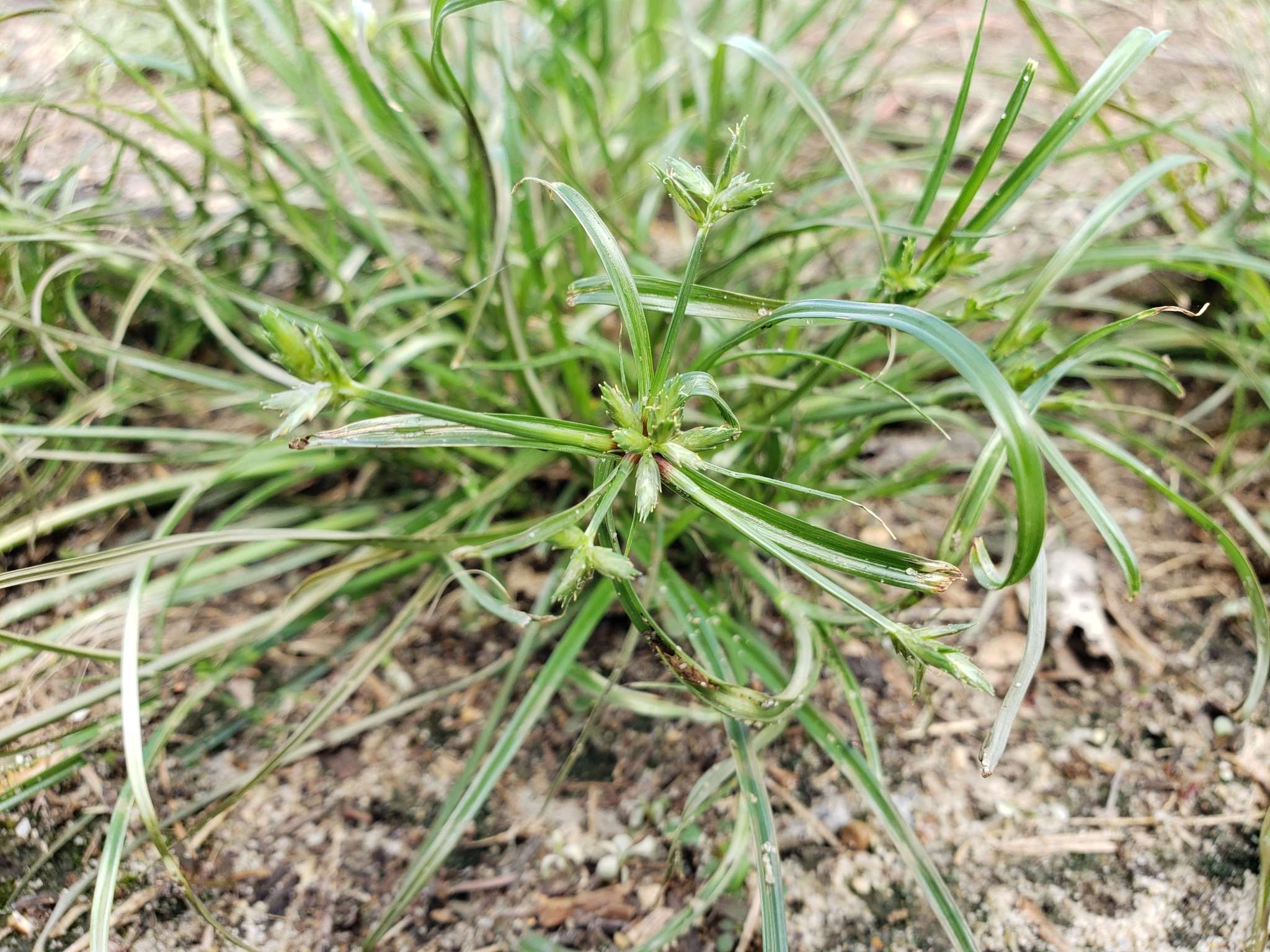 Cyperus compressus