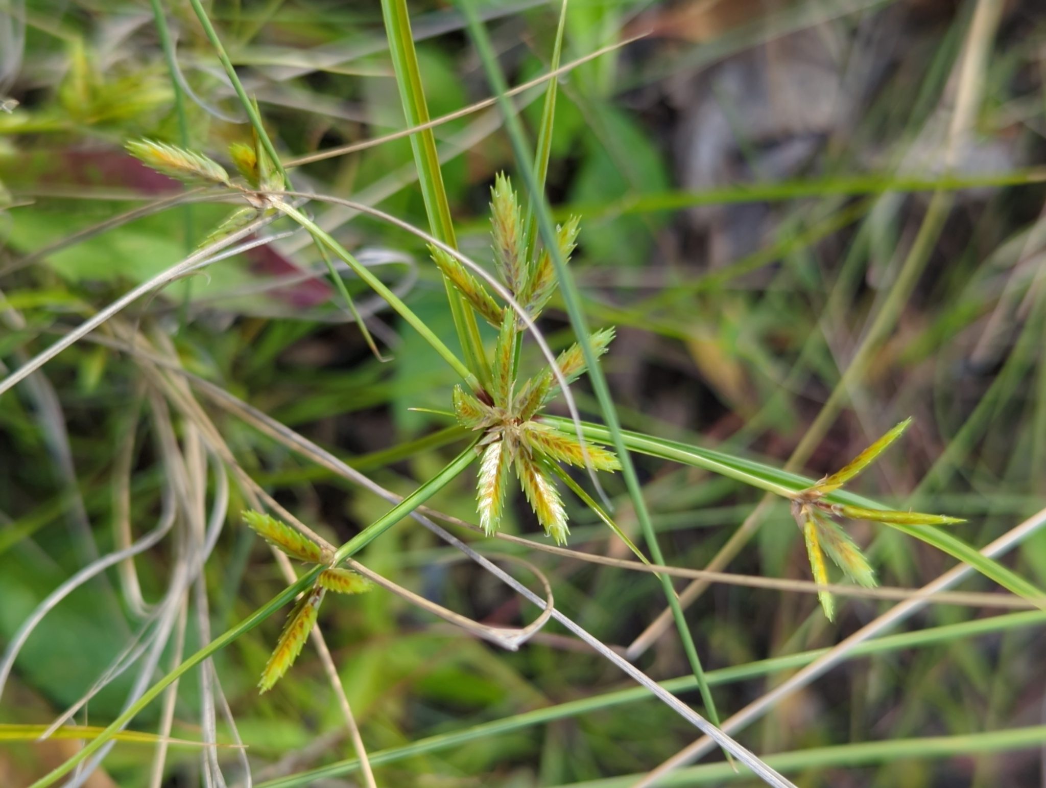 Cyperus compressus