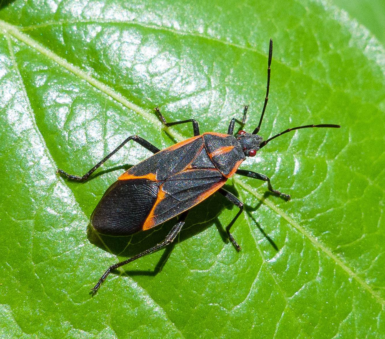 Boisea trivittata