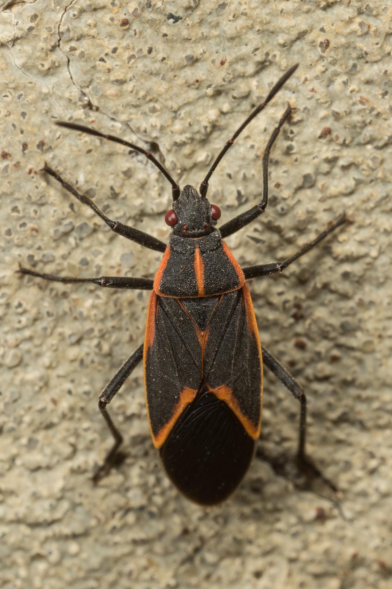Boisea trivittata