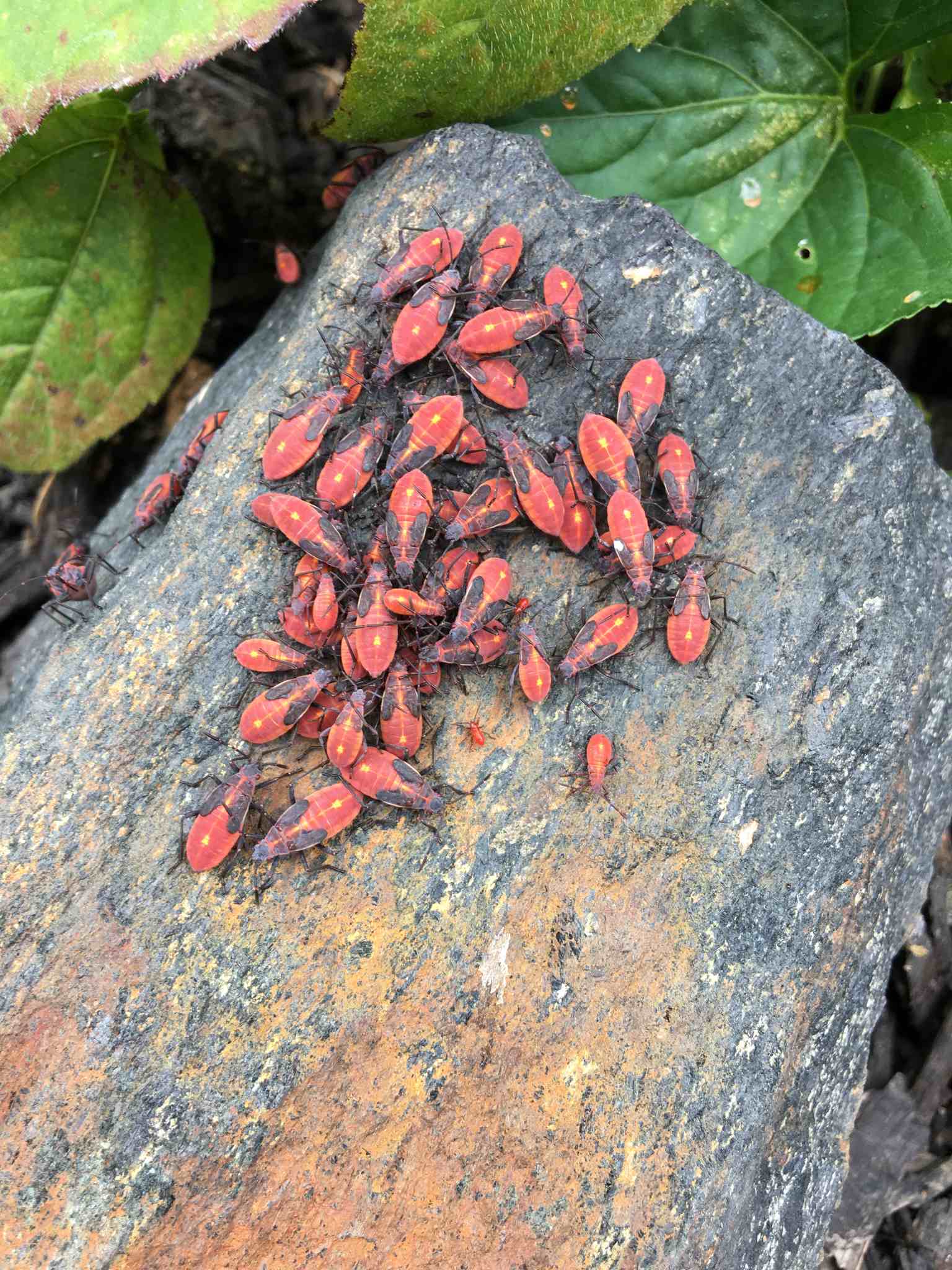 Boisea trivittata