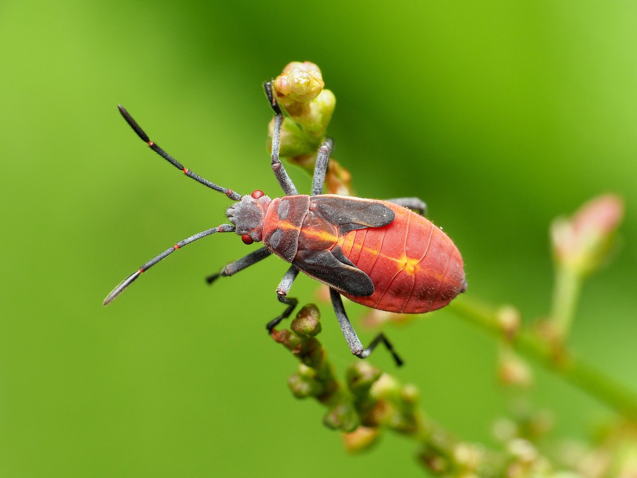 Boisea trivittata