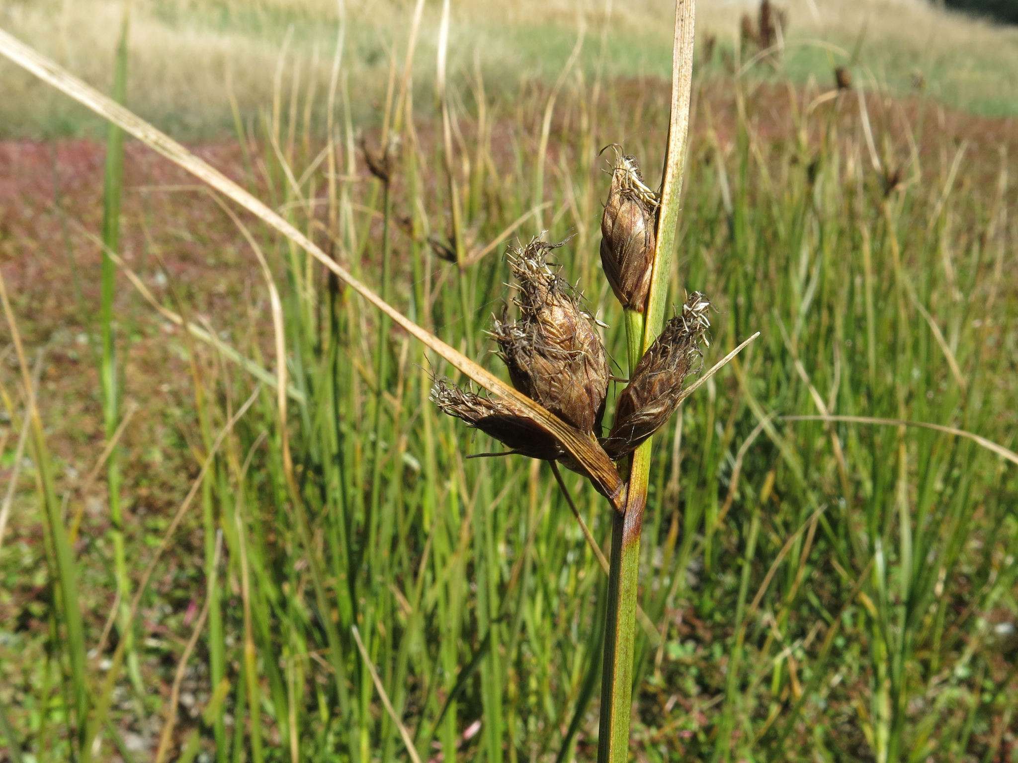 Bolboschoenus caldwellii