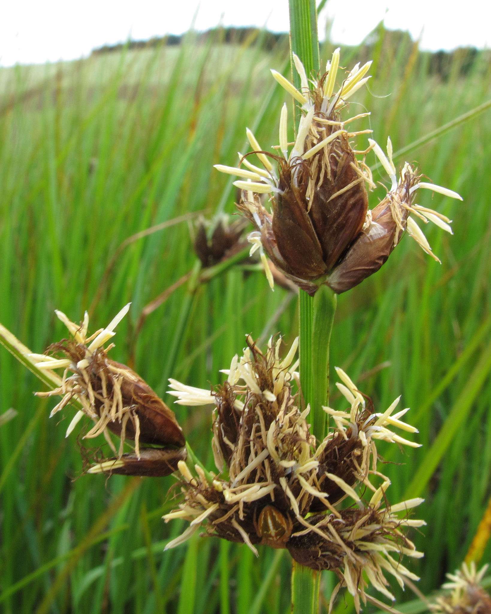 Bolboschoenus caldwellii