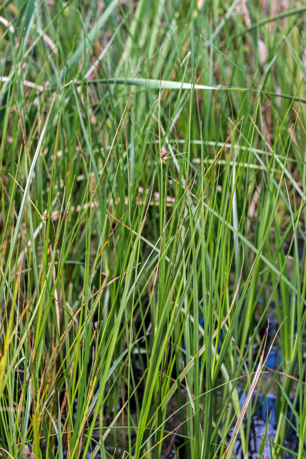 Bolboschoenus caldwellii