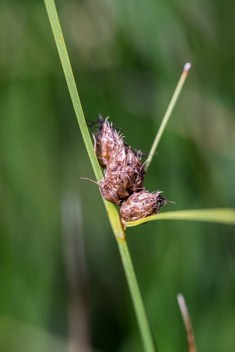 Bolboschoenus caldwellii