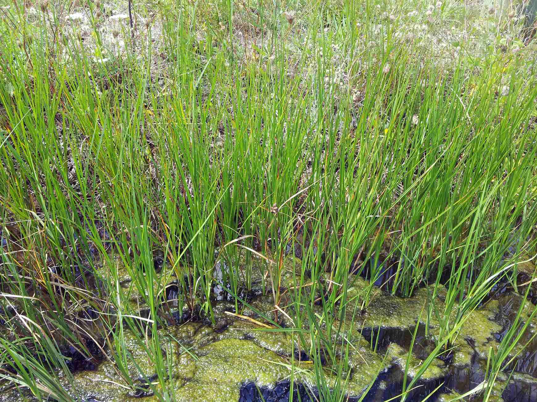 Bolboschoenus caldwellii
