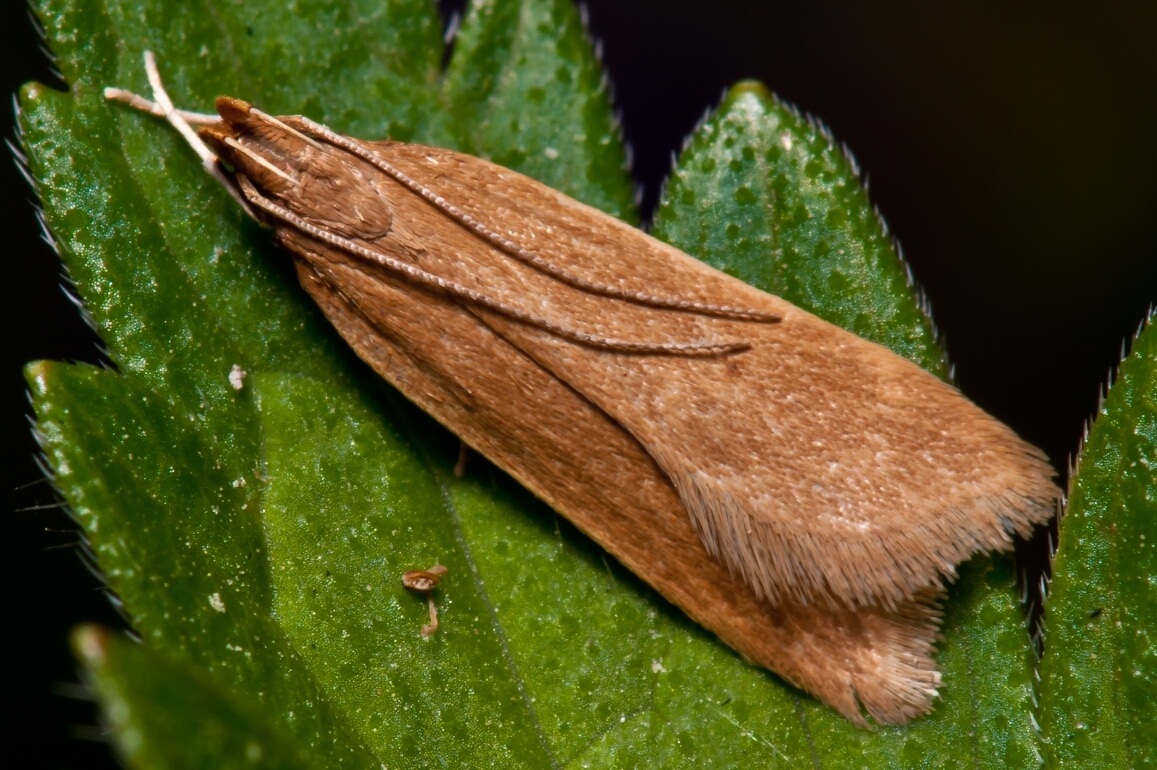 Helcystogramma