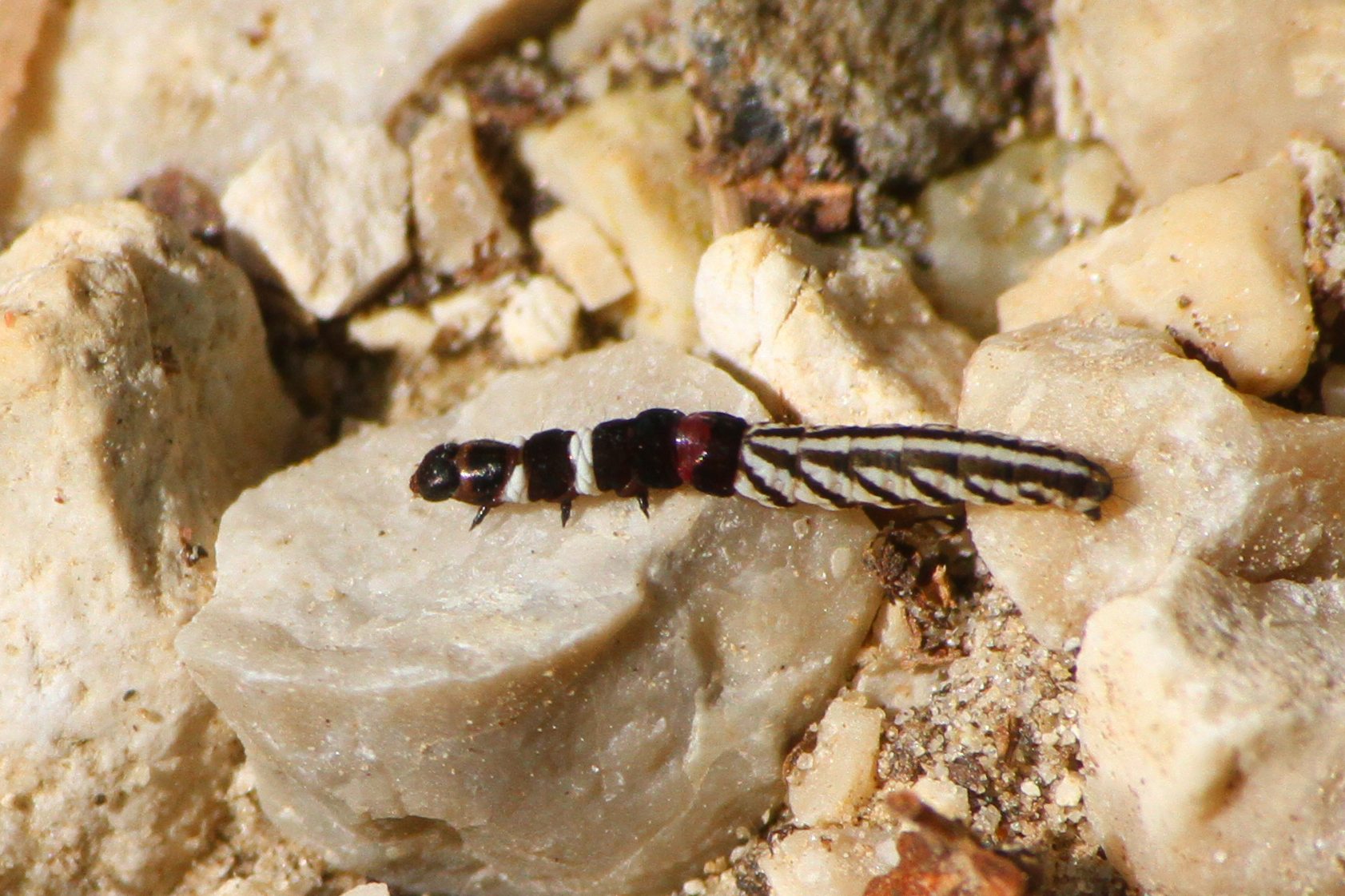 Helcystogramma