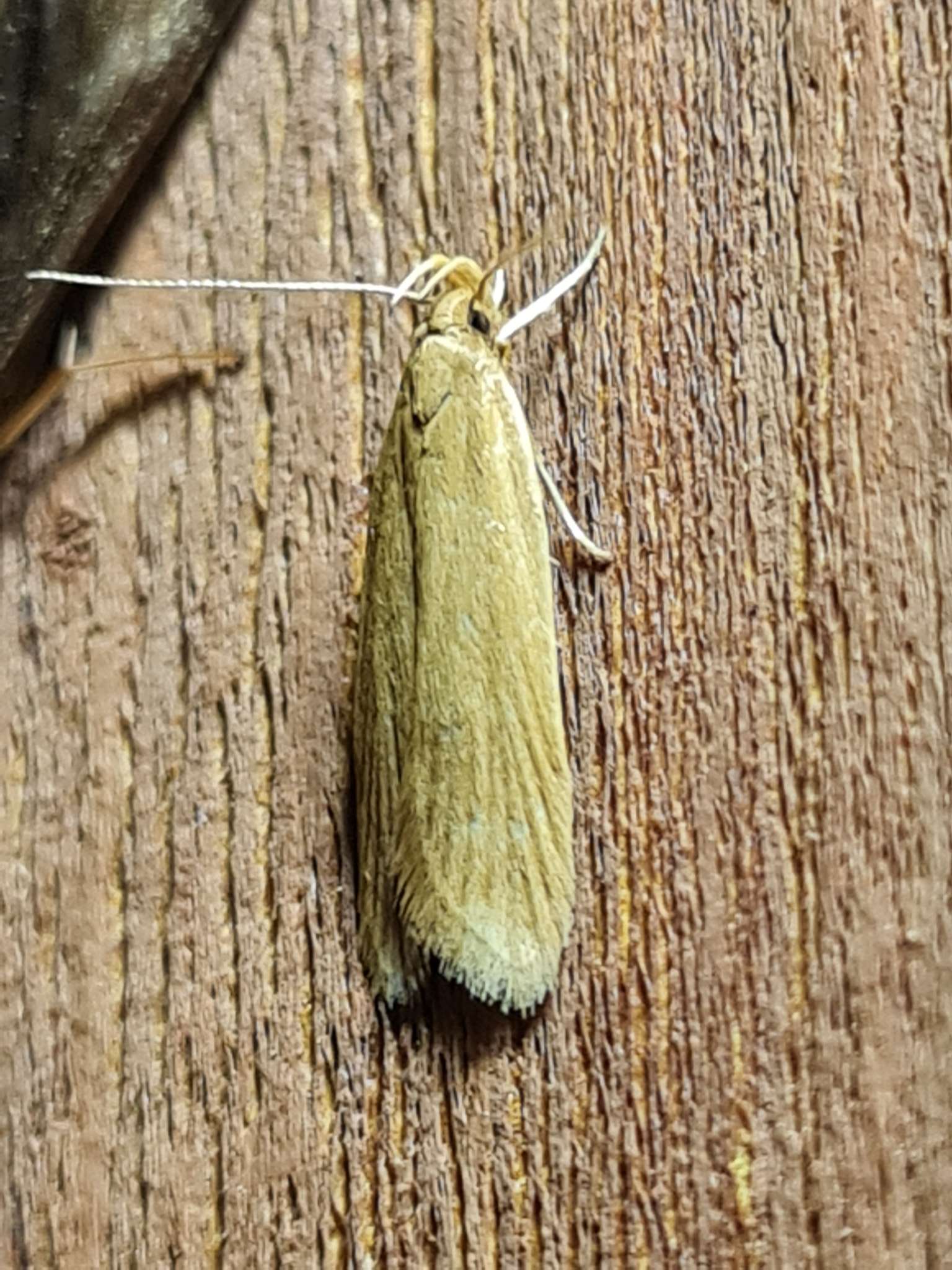 Helcystogramma