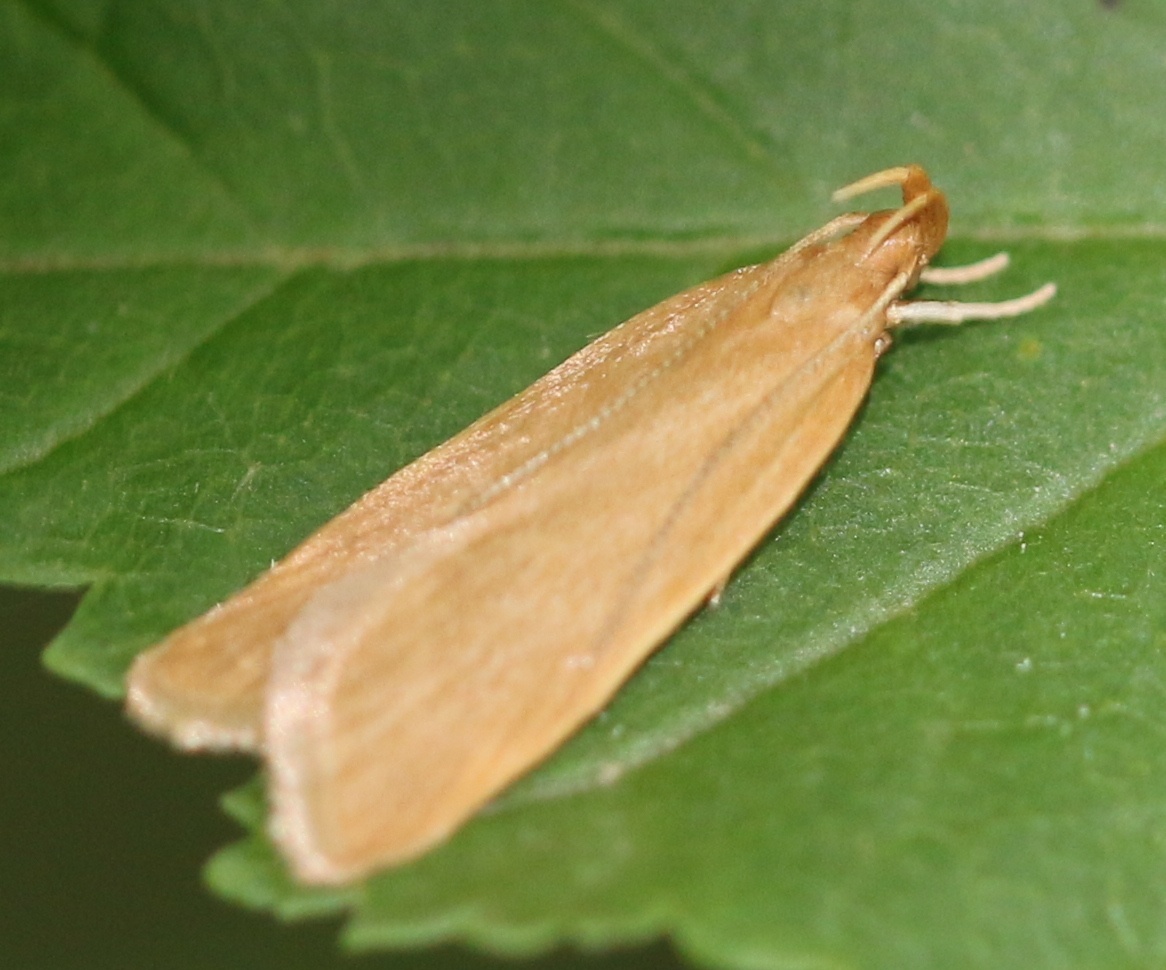 Helcystogramma