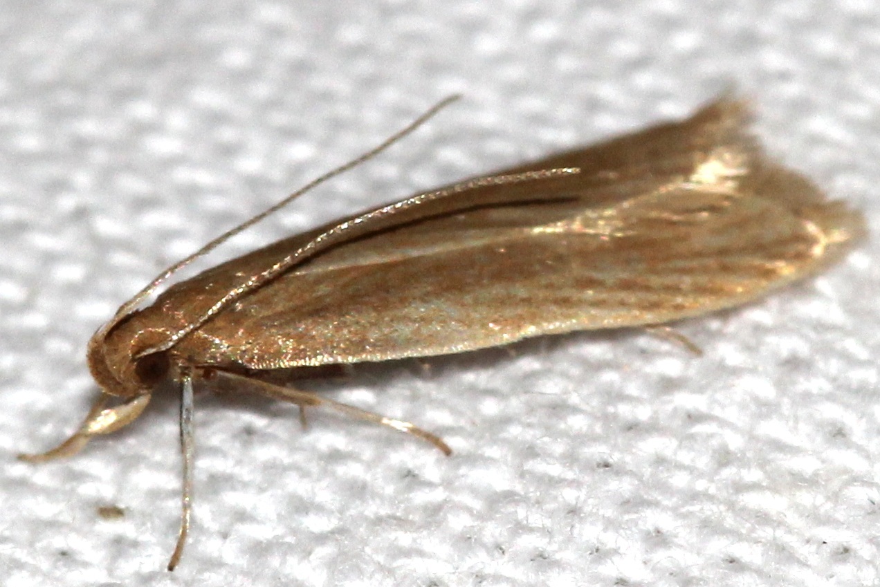 Helcystogramma